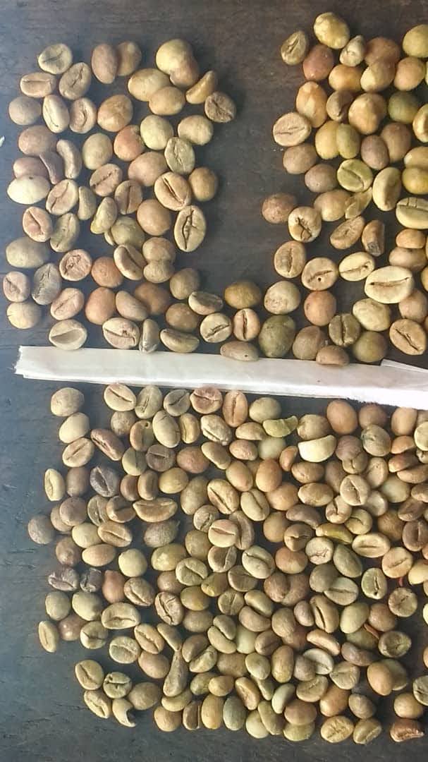 Coffee Beans Varieties